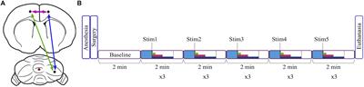 State-Dependent Entrainment of Prefrontal Cortex Local Field Potential Activity Following Patterned Stimulation of the Cerebellar Vermis